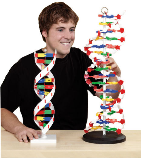 DNA model