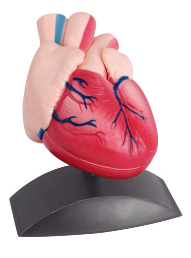 Model srdca